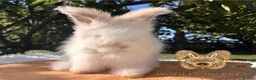 Angora rabbits for sale: Fully Vaccinated Pedigree English Angoras  - Advert 10