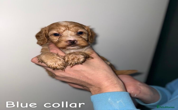 Cockapoo dogs - Advert 1
