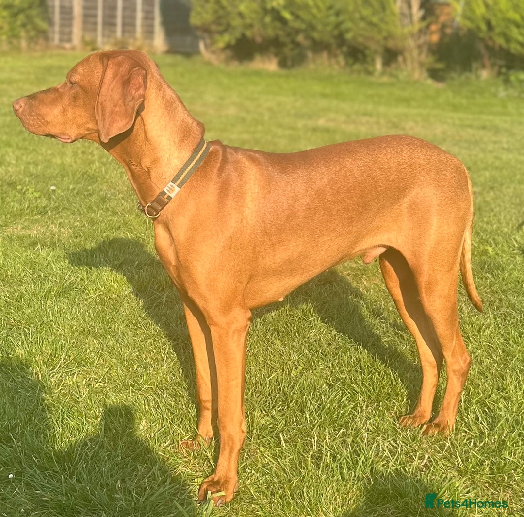 Hungarian Vizsla dogs for stud: Health tested KC Regd. Stud dog  - Image 8