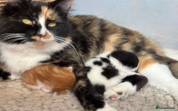 British Longhair cats for sale: Two gorgeous kittens  - Image 7