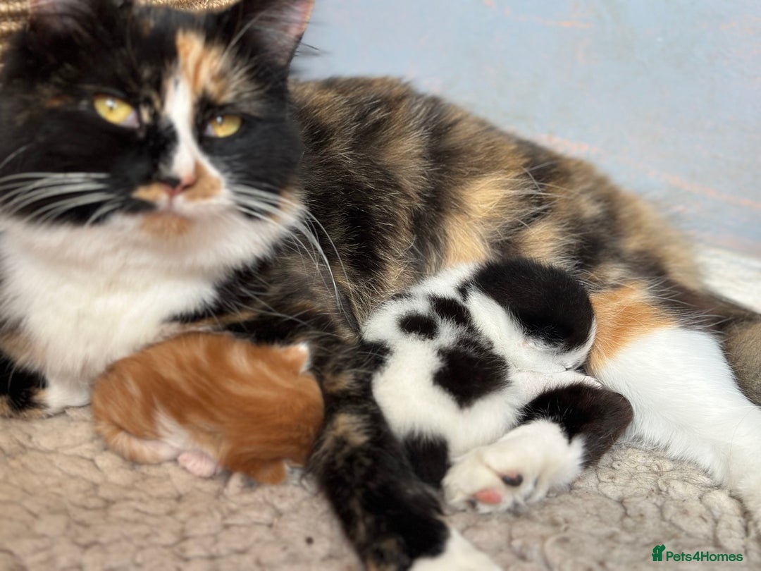 British Longhair cats for sale: Two gorgeous kittens  - Image 7