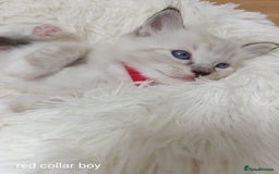 Ragdoll cats for sale: Adorable Ragdoll kittens - Image 18