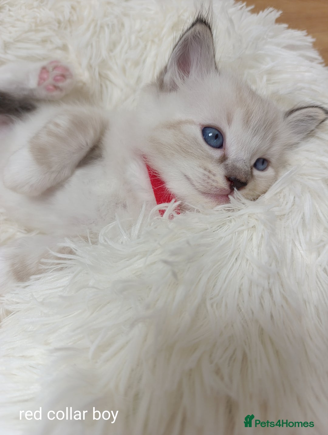 Ragdoll cats for sale: Adorable Ragdoll kittens - Image 18
