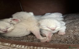 Ragdoll cats for sale: 7 Gorgeous Ragdoll Kittens - Image 7