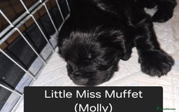 Cocker Spaniel dogs for sale: Working Cocker Spaniels - Image 21