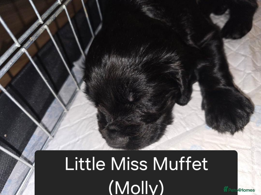 Cocker Spaniel dogs for sale: Working Cocker Spaniels - Image 21