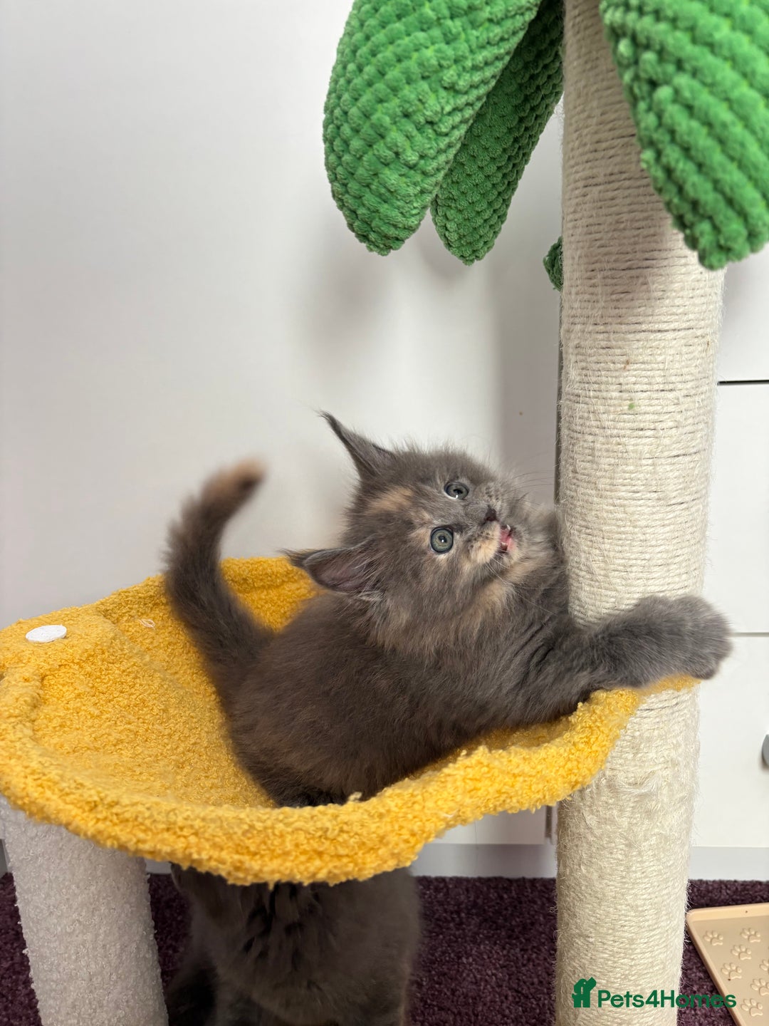 Maine Coon cats for sale: ✨7 Pure Bred Maine Coon Kittens✨ - Image 12
