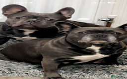 French Bulldog dogs for sale: Blue French bulldogs due around 18th November 2025 - Image 4