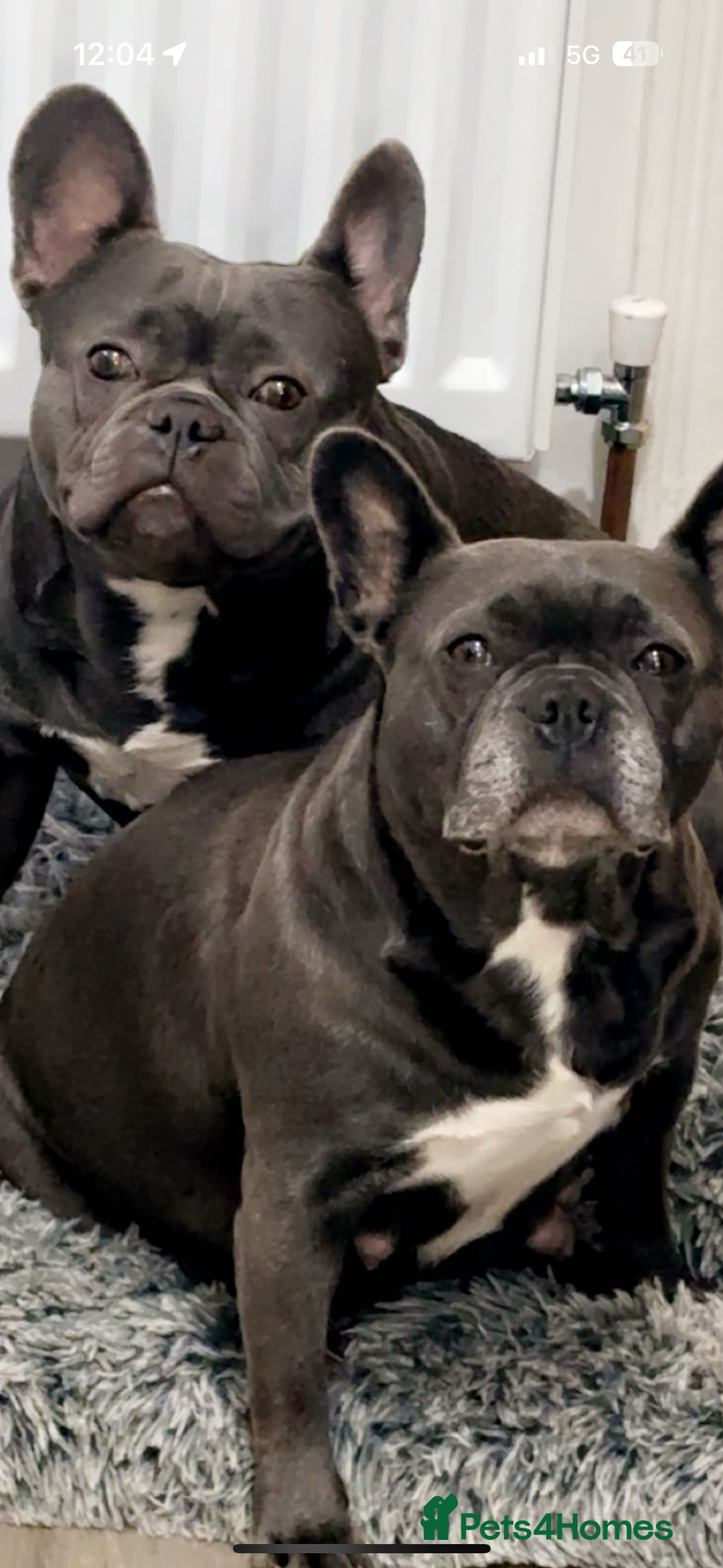 French Bulldog dogs for sale: Blue French bulldogs due around 18th November 2025 - Image 4