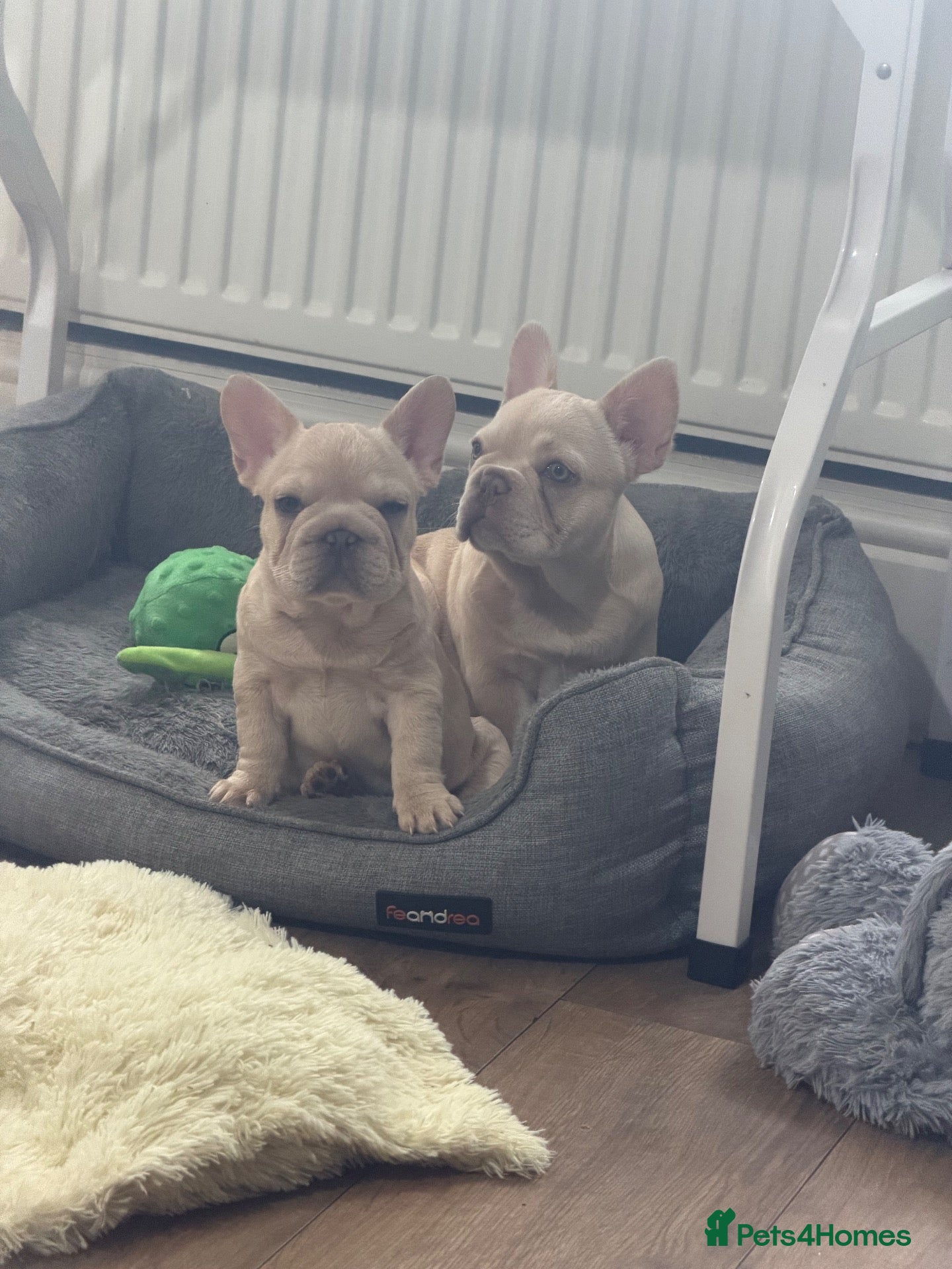 French Bulldog dogs  French bulldog puppies/Health Tested Parent - Advert 2