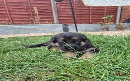 German Shepherd dogs for sale: Last German Shepherd girl remaining  - Image 13