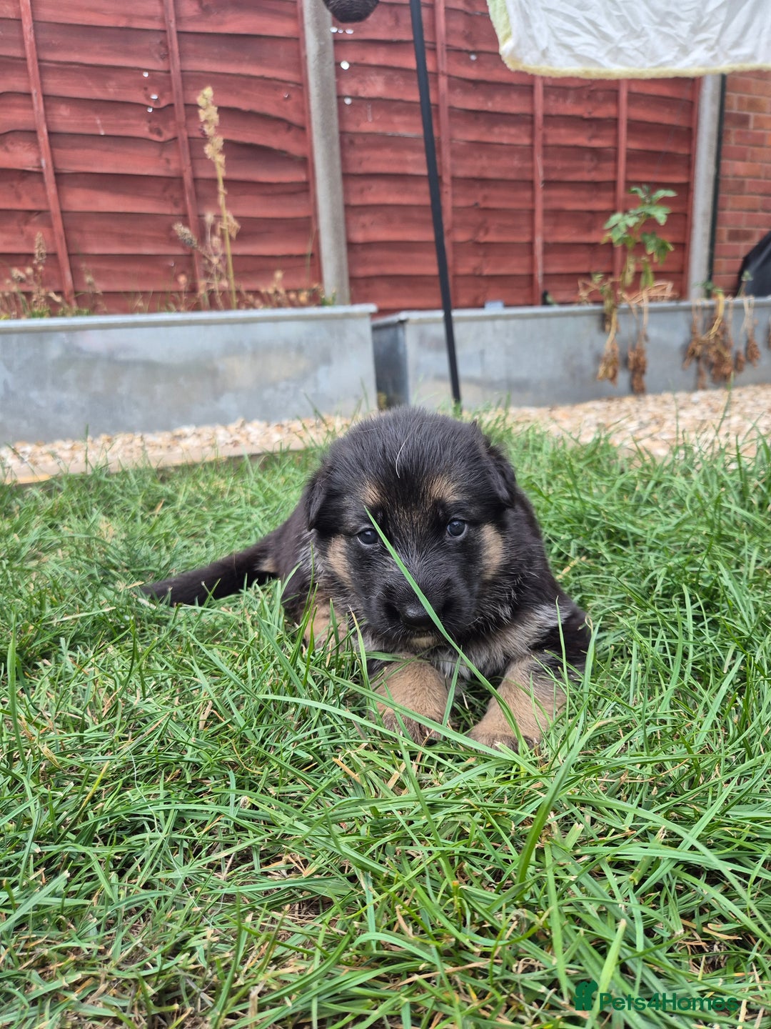 German Shepherd dogs for sale: Last German Shepherd girl remaining  - Image 13
