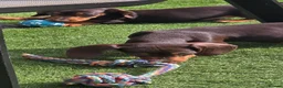 Miniature Dachshund dogs for sale: Stunning miniature dachshund puppies - Advert 6