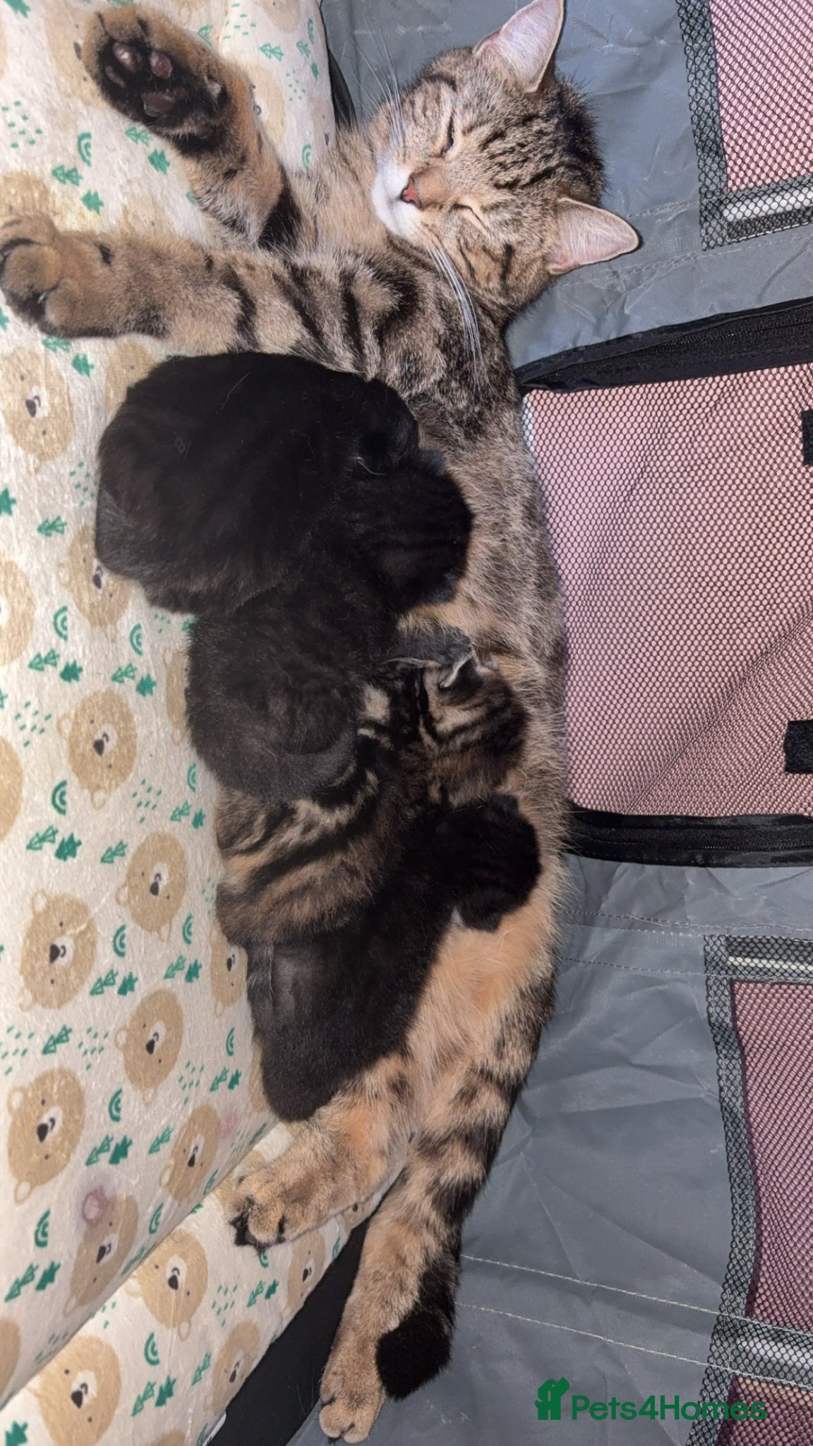 Mixed Breed cats 4 beautiful kittens  - Advert 2