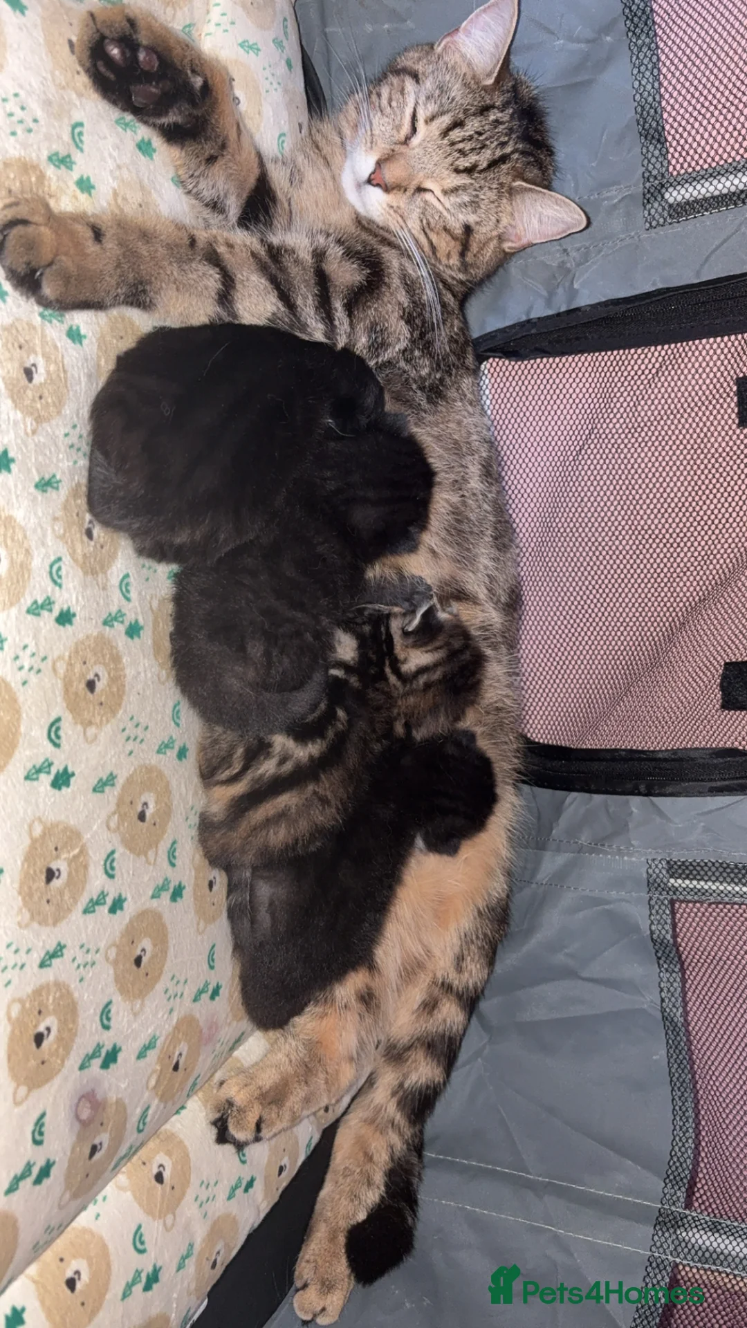 Mixed Breed cats for sale: 4 beautiful kittens  in Wallasey - Advert 1