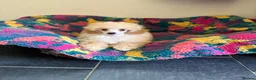 Toy Poodle dogs for sale: ⭐️ Licensed Breeder ⭐️ KC Toy Poodles - Advert 1