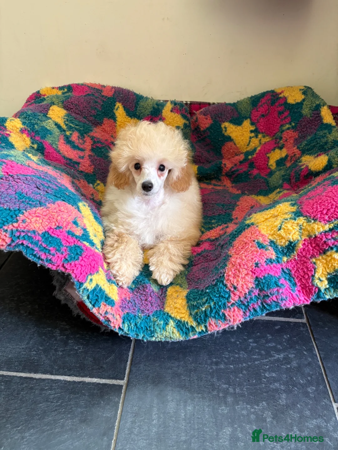 Toy Poodle dogs for sale: ⭐️ Licensed Breeder ⭐️ KC Toy Poodles - Advert 1
