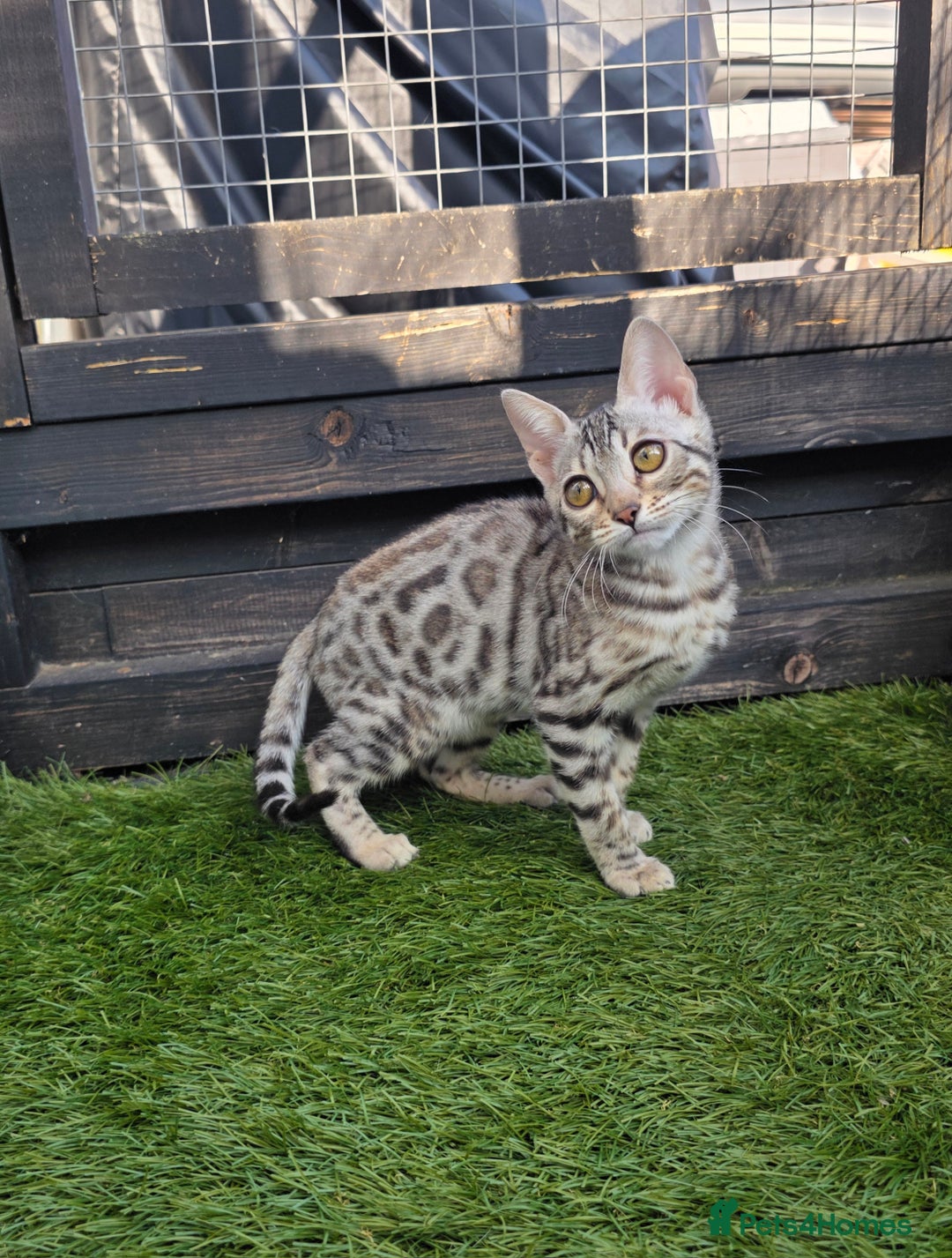 Bengal cats for sale:  Outstanding Quality Bengal kittens ready to leave - Image 18