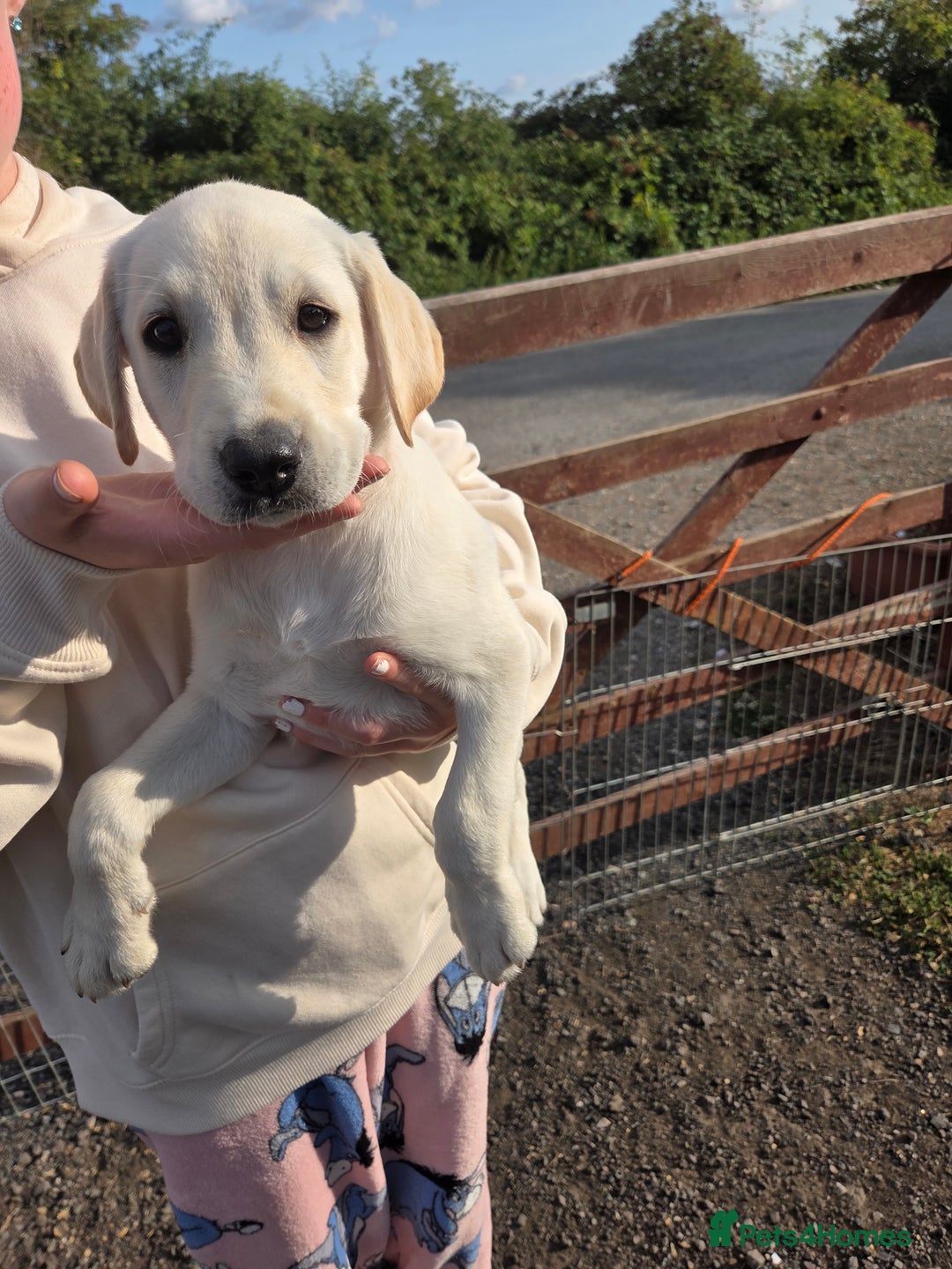 Labrador Retriever dogs for sale: Kc registered Labrador puppies  - Image 13
