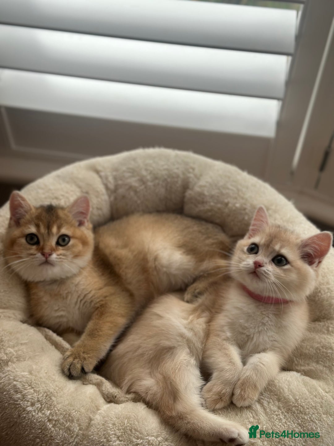British Shorthair cats for sale: ‼️READY NOW‼️ 2 kittens left  - Advert 11