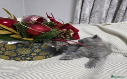 British Shorthair cats for sale:  Gorgeous BRITISH SHORTHAIR MALE  - Advert 11