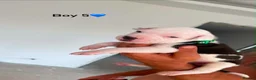Staffordshire Bull Terrier dogs for sale: 10 beautifull blue staffy  - Advert 6