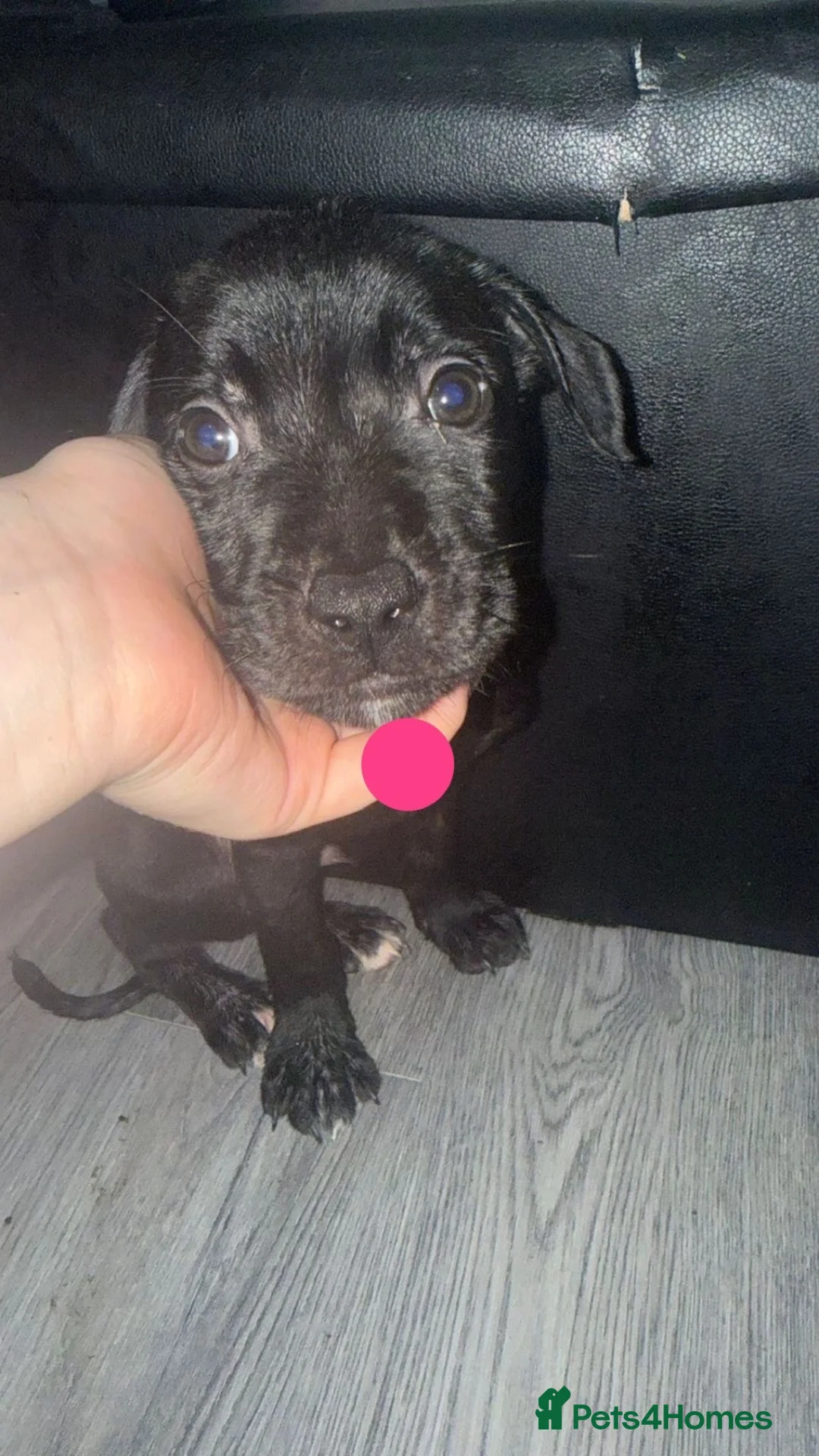 Mixed Breed dogs for sale: Pressa Canario mix staff - Advert 1