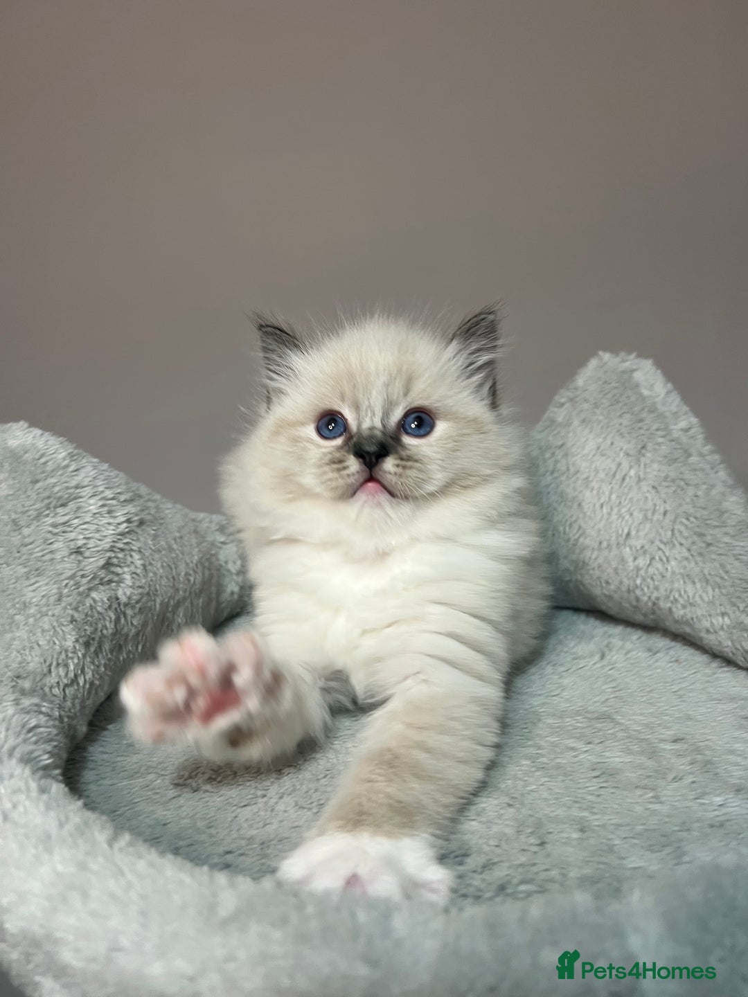 Ragdoll cats for sale: Registered Ragdolls kittens for sale - Image 28