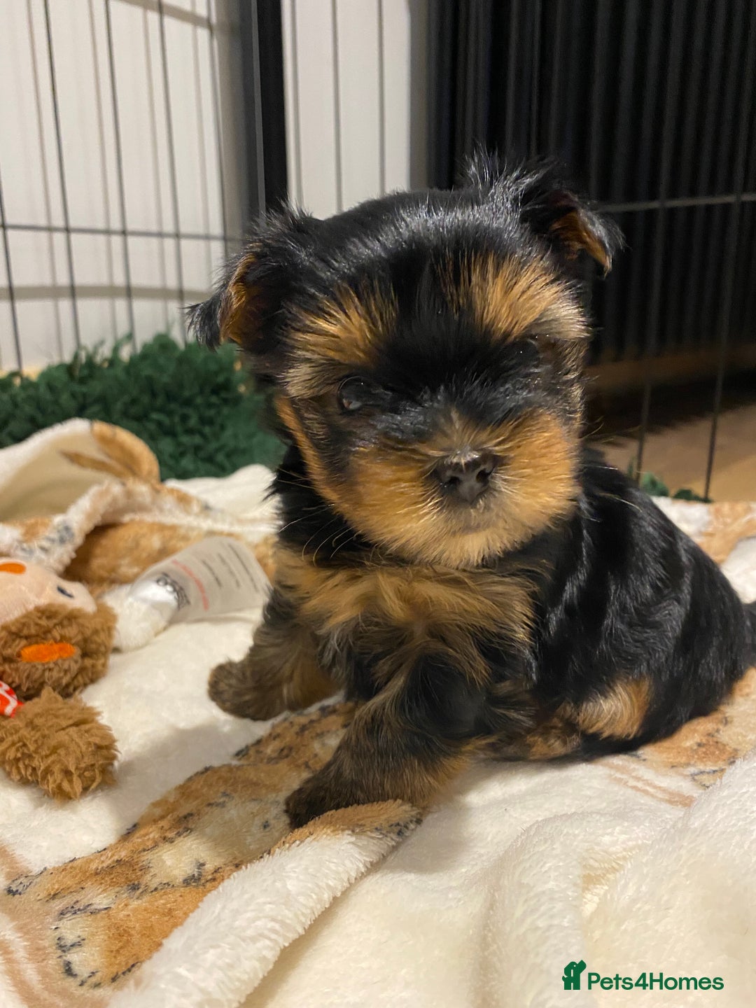 Yorkshire Terrier dogs for sale: KC Registered Yorkshire Terrier Puppies  - Advert 4