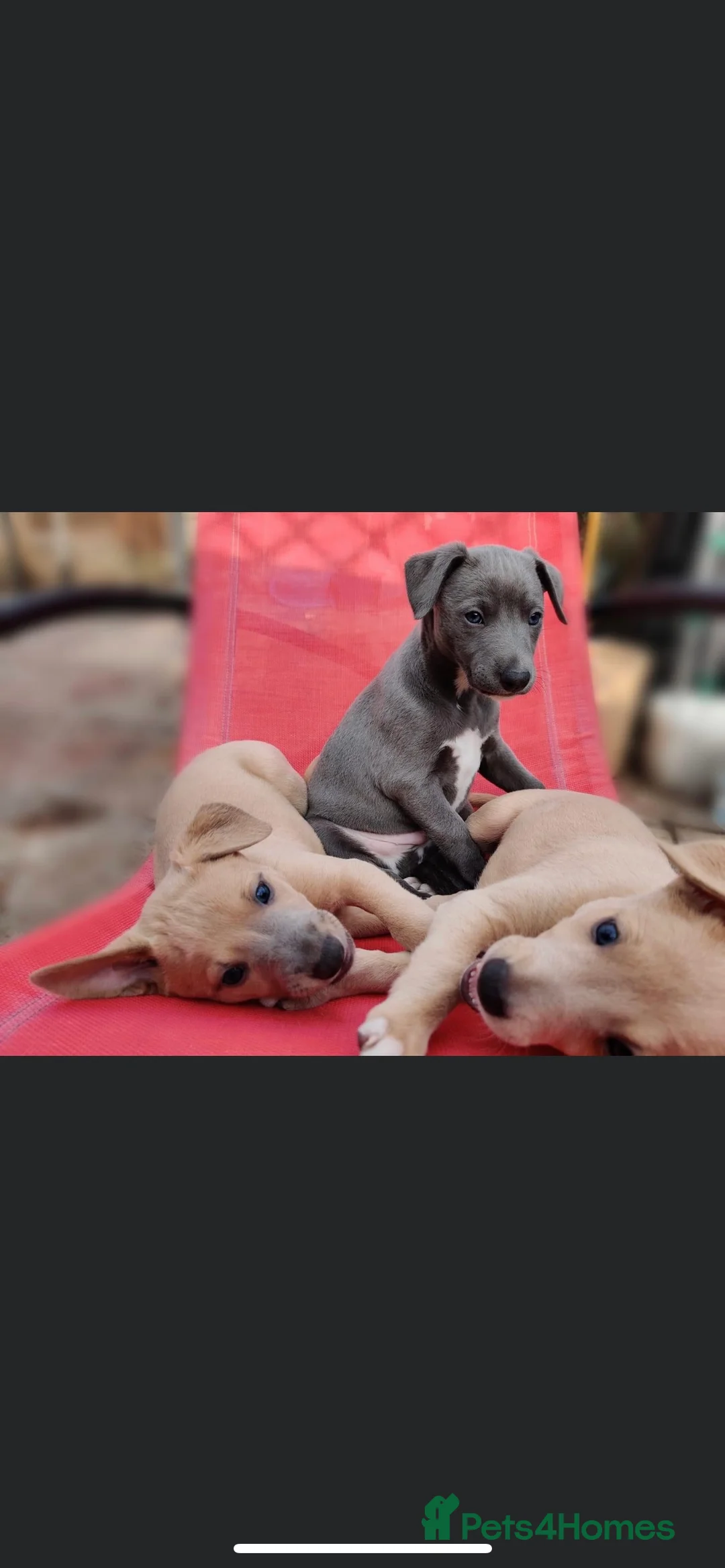 Whippet dogs for stud: Whippet stud dog in Somerton - Advert 9