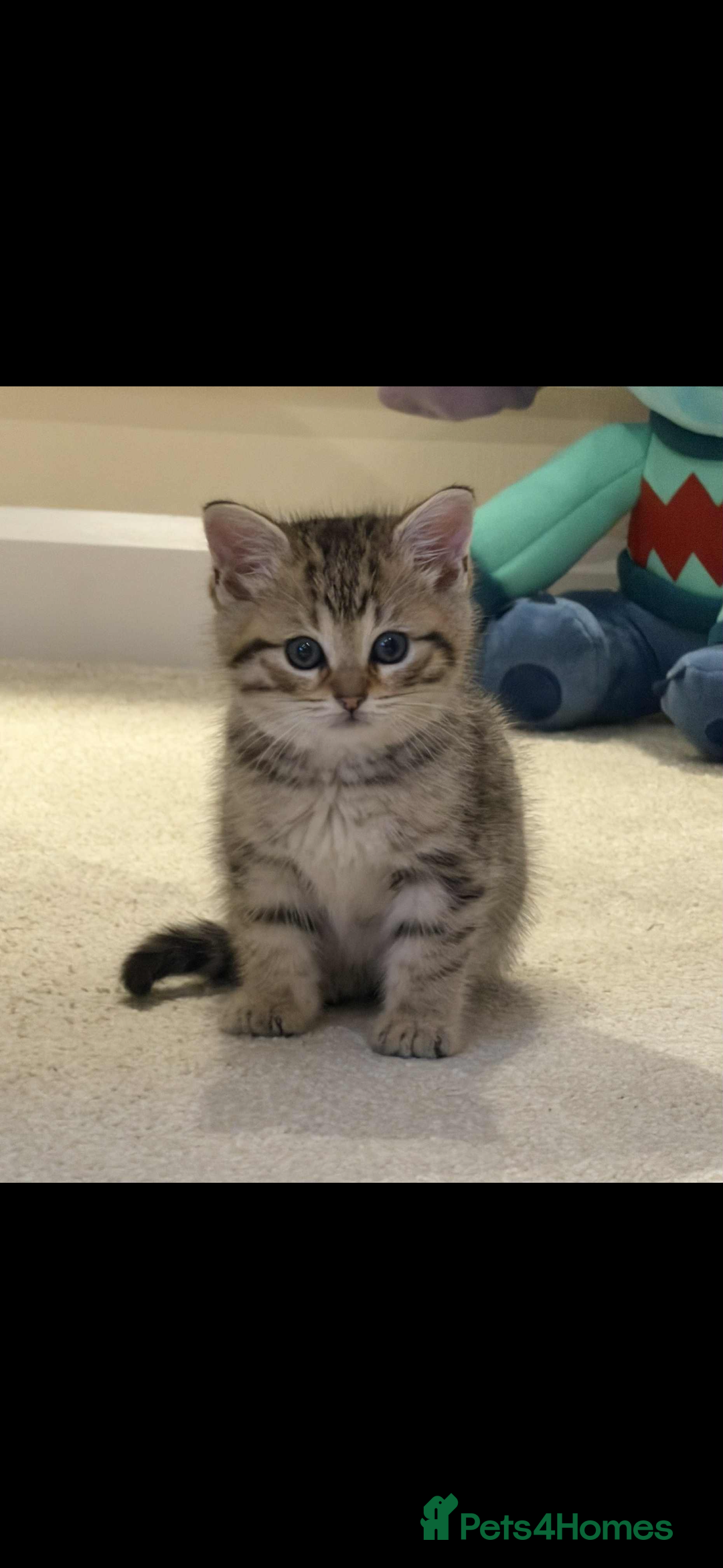 Mixed Breed cats for sale: Siberian x British Shorthair  - Advert 5