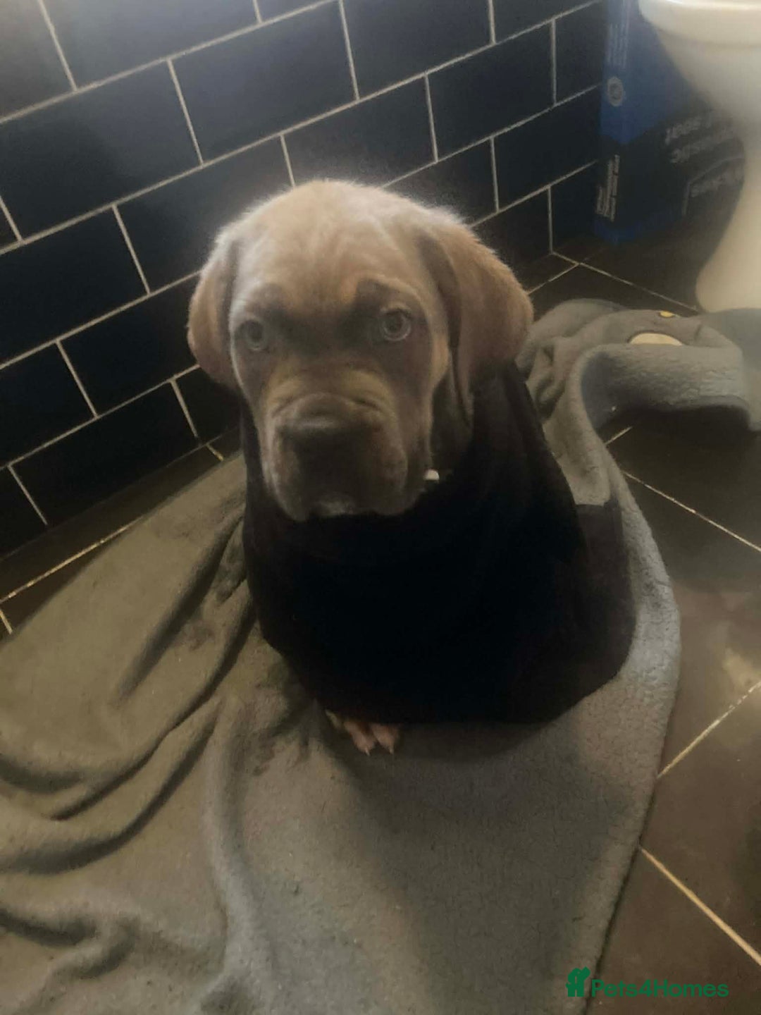 Cane Corso dogs for sale: Big furry floofballs - Advert 17