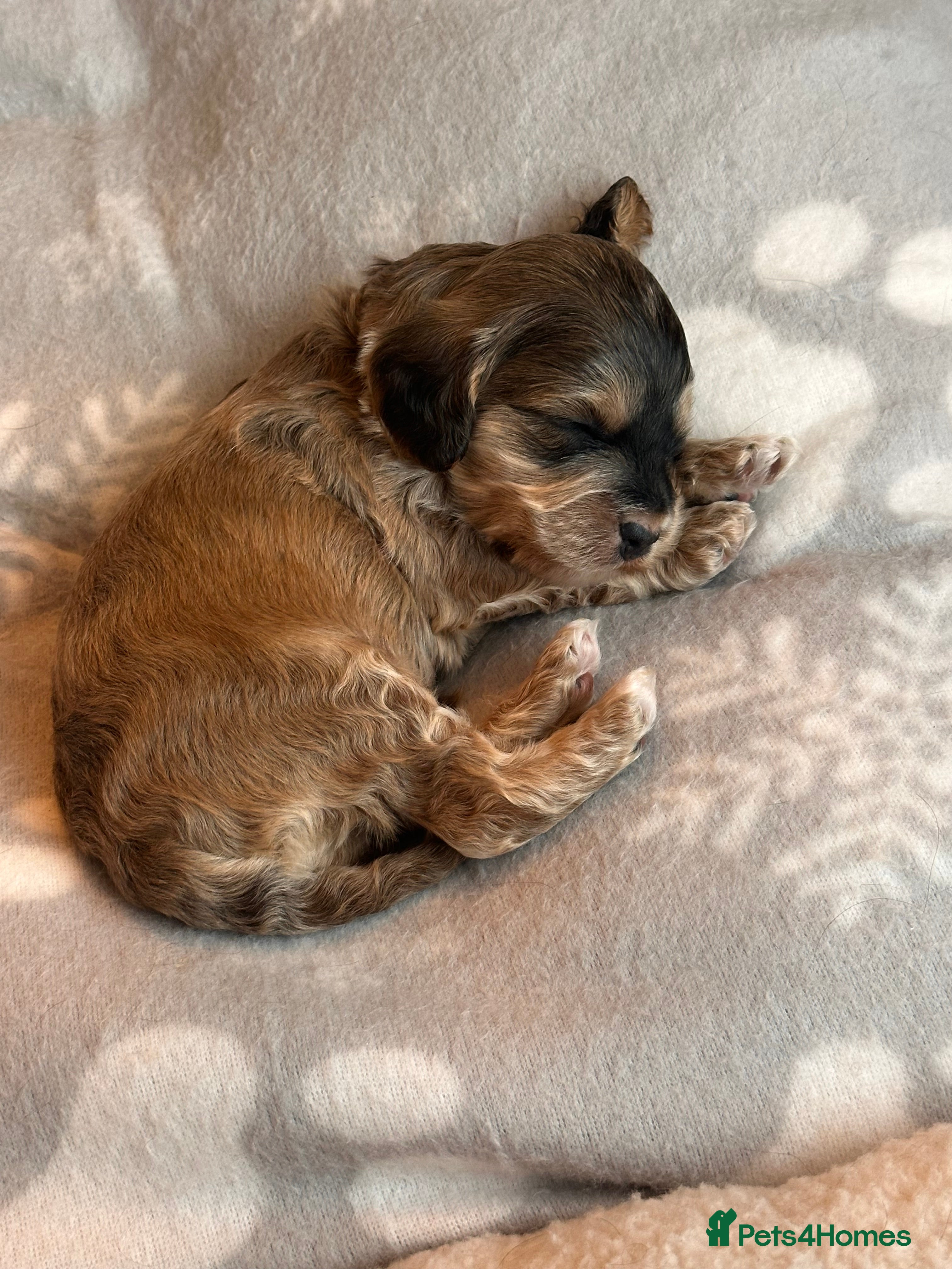 Cockapoo dogs 🌟 Premium F1 Mini Cockapoo Puppies 🌟 - Advert 2