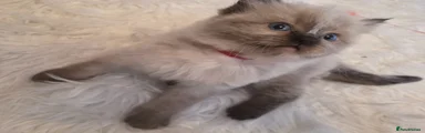 Red collar