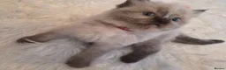 Ragdoll cats for sale: 3 beautiful fluffy ragdoll kittens - Advert 13