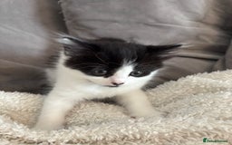 British Shorthair cats for sale: Two litters. 3 tabbies 4 fluffy black and white - Image 1