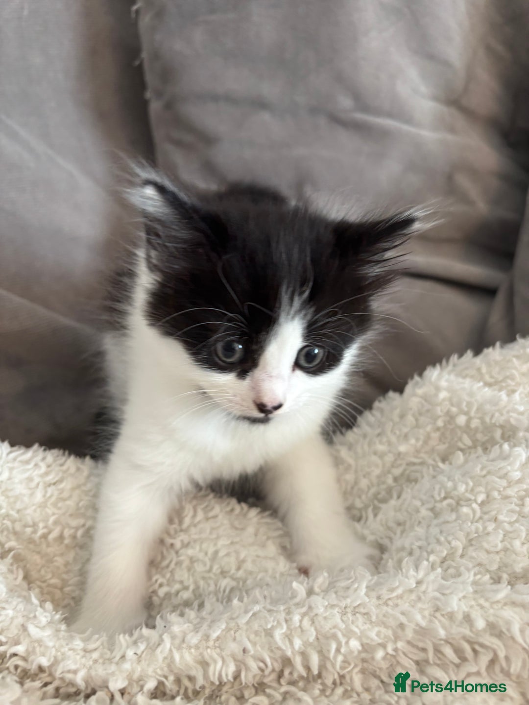British Shorthair cats for sale: Two litters. 3 tabbies 4 fluffy black and white - Image 1