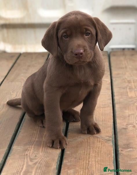 Labrador Retriever dogs Lovely boy needs rehoming asap - Advert 5