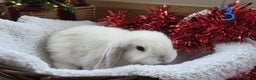 Mini Lop rabbits for sale: Beautiful Baby Purebred Mini Lops - Ready 15th Dec - Advert 6