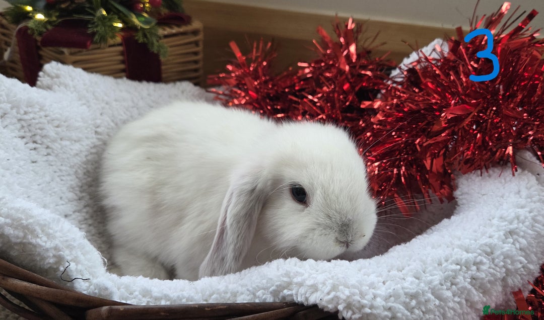 Mini Lop rabbits for sale: Beautiful Baby Purebred Mini Lops - Ready 15th Dec - Advert 6