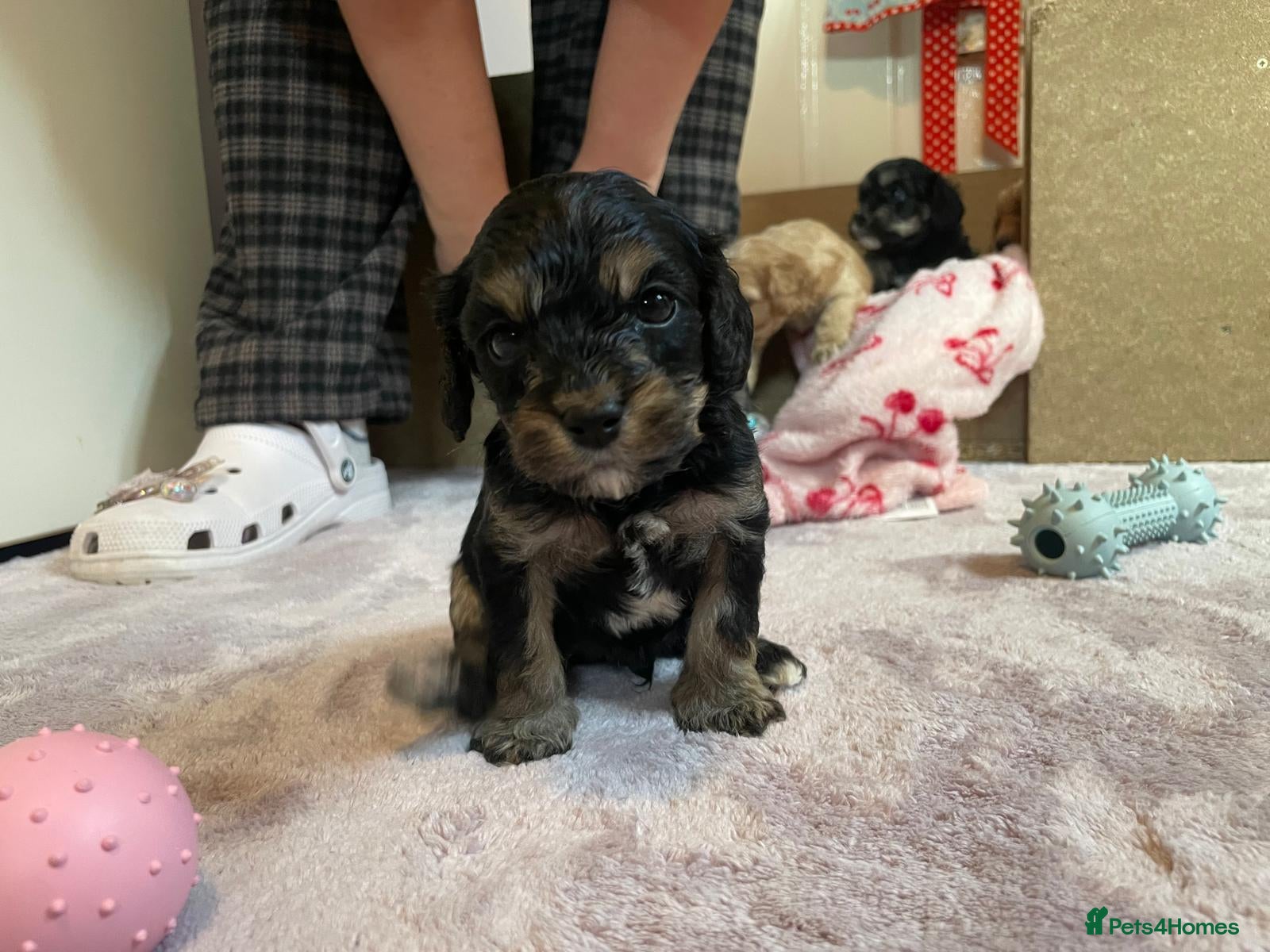 Cavapoo dogs for sale: Peggy's teddy bear picnic - Advert 2