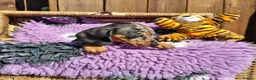 Dachshund dogs for sale: Minature Dachshund pups - Advert 14
