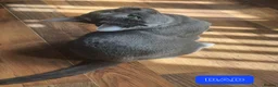 Russian Blue cats for sale: 🐾 Beautiful Russian Blue Kittens for Sale 🐾 - Advert 15