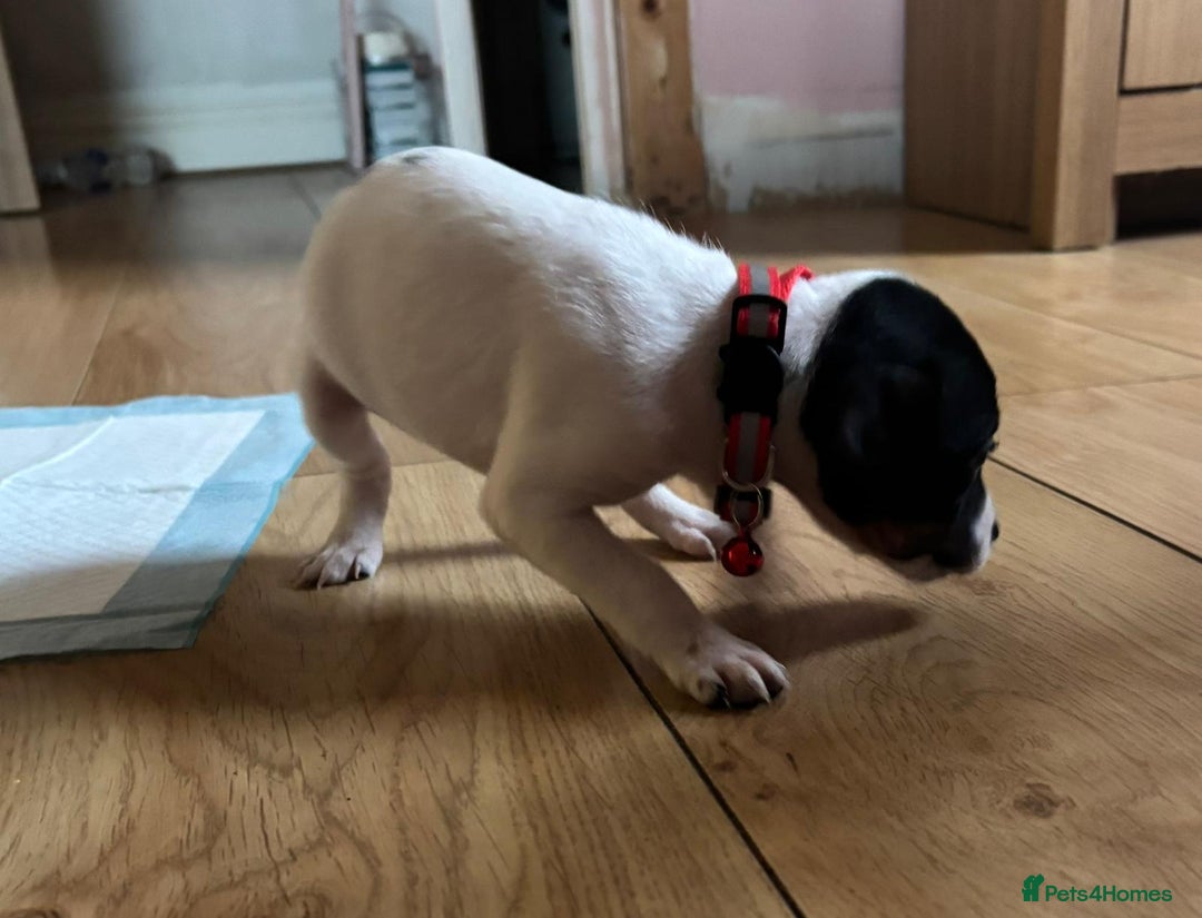 Jack Russell dogs for sale: Jack Russell puppy  - Advert 2
