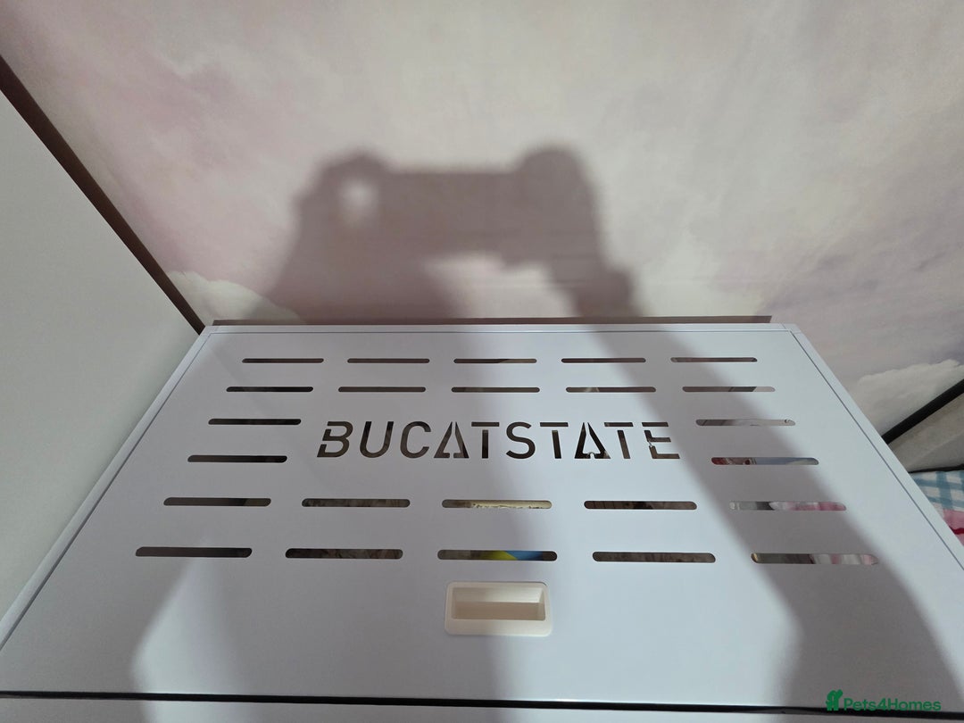 Hamster rodents for sale: Pet cage and hamster for sale  - Advert 2