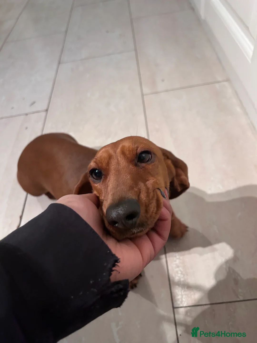 Miniature Dachshund dogs for sale: Mini female for rehome  - Advert 4