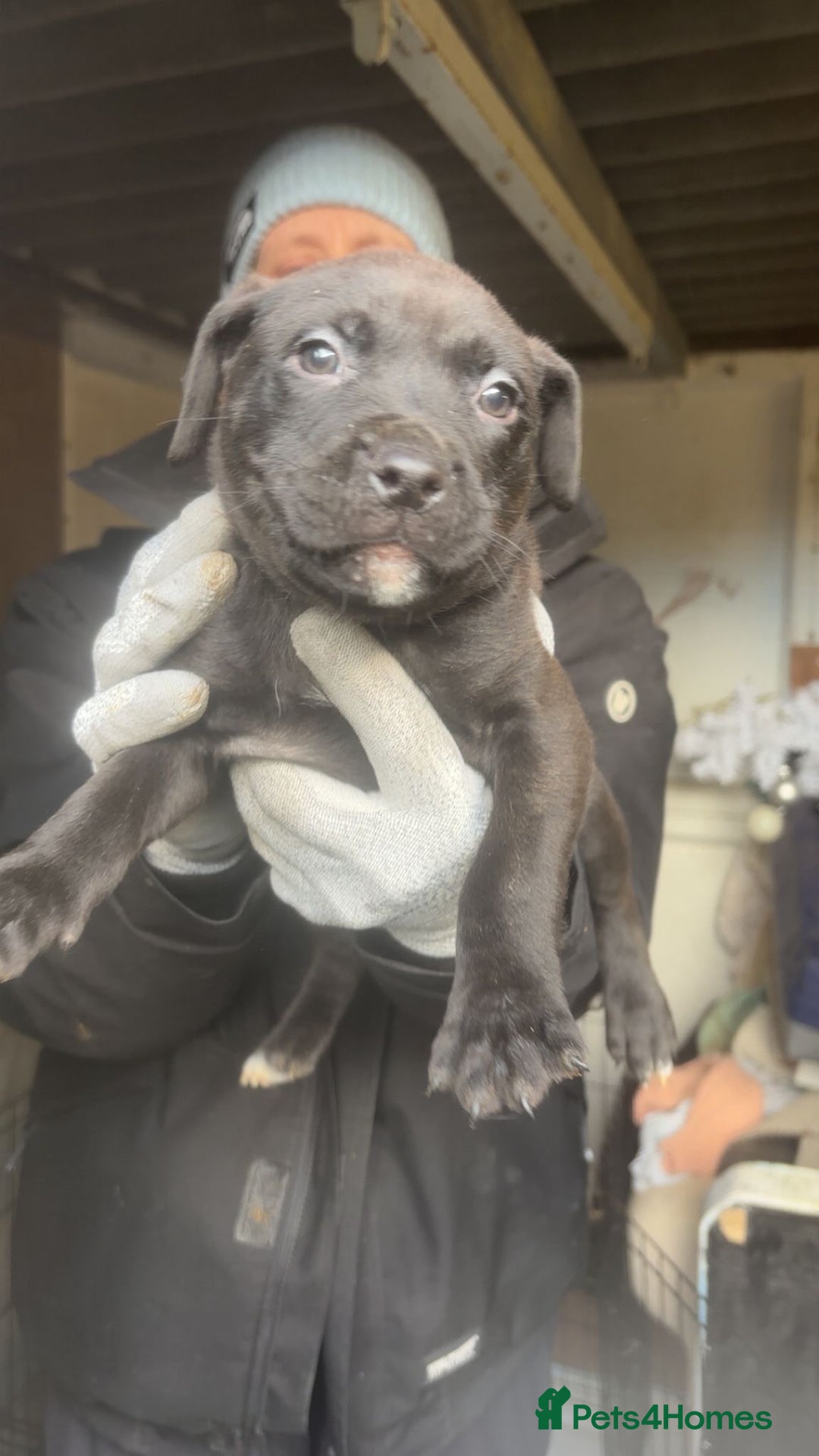 Mixed Breed dogs for sale: Rottiebulls exotic breed  - Advert 15