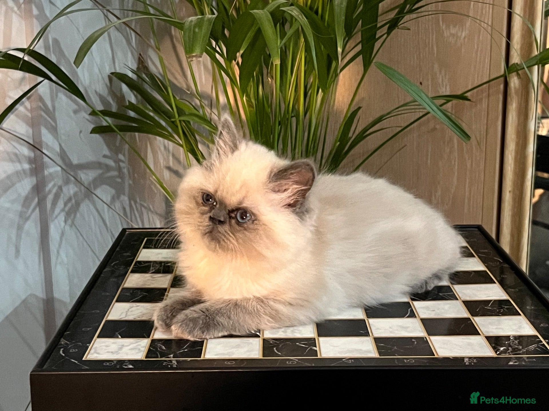 Persian cats Soo affectionate "Hand reared",persian kitten (M)  - Advert 1