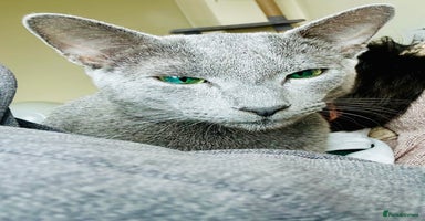 Russian Blue cats - Advert 16