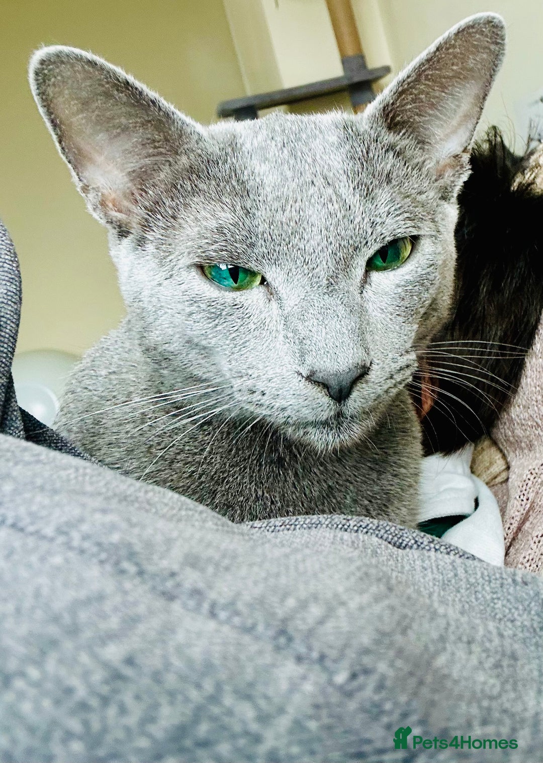 Russian Blue cats for sale: !!Russian Blues for sale!! - Image 3